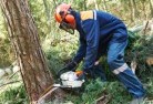 Willoughby Easttree-felling-services-21.jpg; ?>