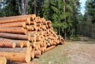 Willoughby Easttree-felling-services-31.jpg; ?>